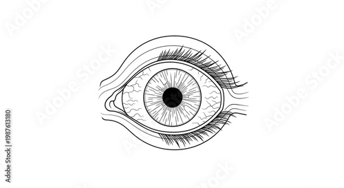 Detailed illustration of a human eye depicting anatomical structures