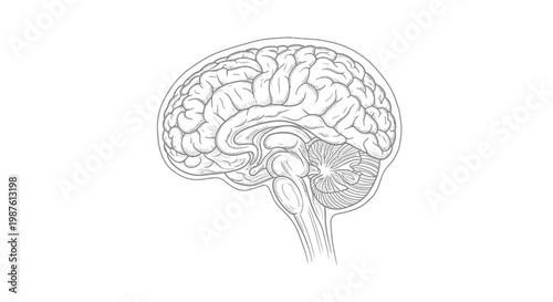 Detailed side view illustration of a human brain anatomy on white background
