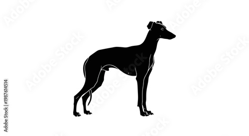 A Clean Vector Silhouette of an Elegant South American Peruvian Inca Orchid Dog. transparent.