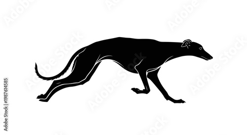 A Regal Vector Silhouette of a Majestic Domestic Greyhound in a Stride. transparent.