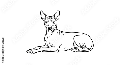 A Sacred Vector Silhouette of an Ancient South American Xoloitzcuintli in Rest. transparent.