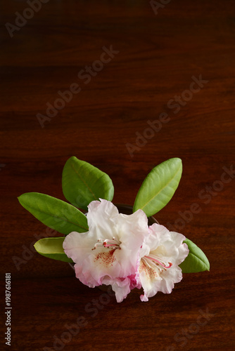 Cut Rhododendron flowers Wooden table