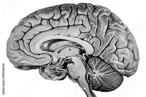 Detailed anatomical cross section of the human brain and brainstem illustration  isolated on white background