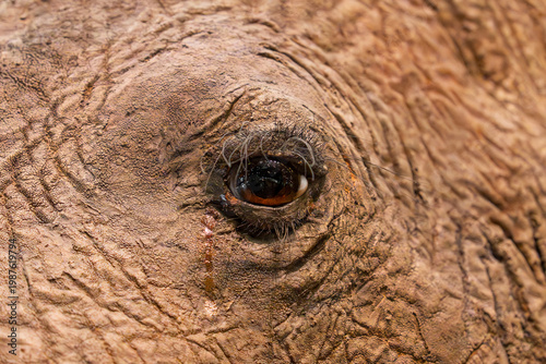 Elephant closeup tears eye wildlife emotion texture skin detail nature
