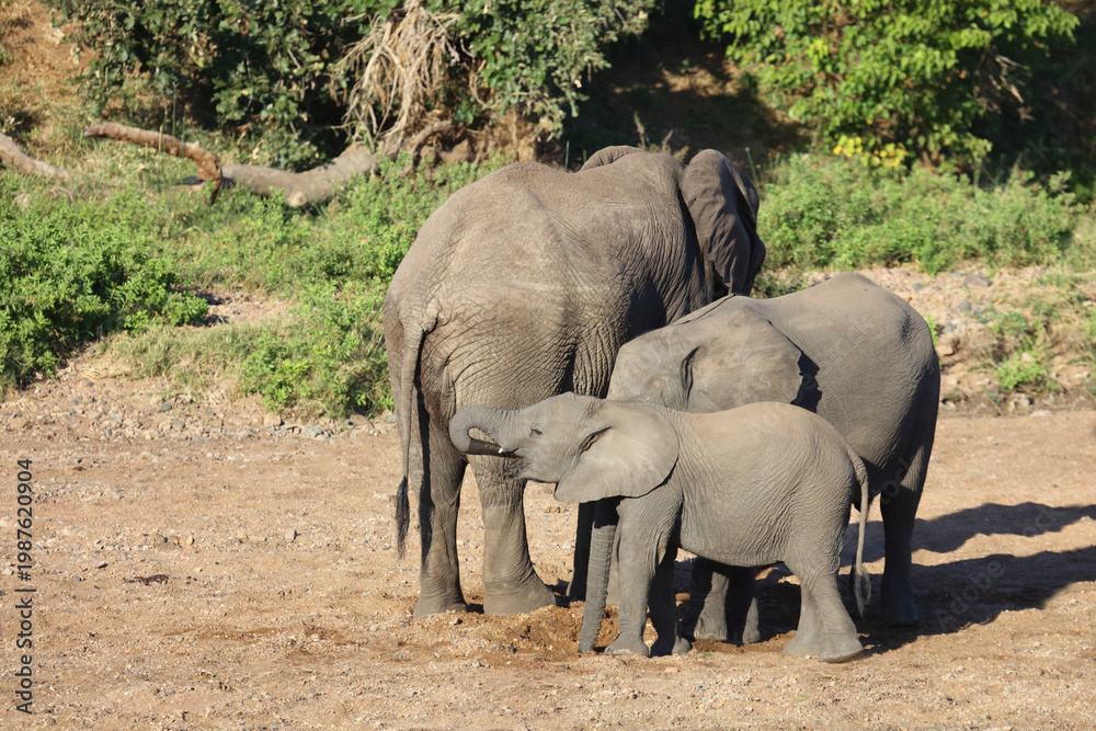 Fototapeta premium Afrikanischer Elefant / African elephant / Loxodonta africana