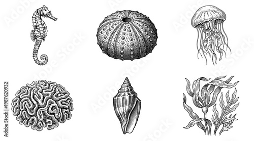 Vintage Engraving Style Marine Life Collection with Seahorse Jellyfish Coral Shell Sea Urchin and Seaweed