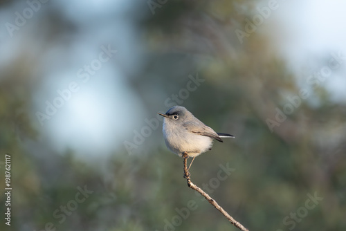 A Blue Grey Gnatcatcher perched on a tiny twig faces left in the soft early morning light with a background of green out of focus bushes. 