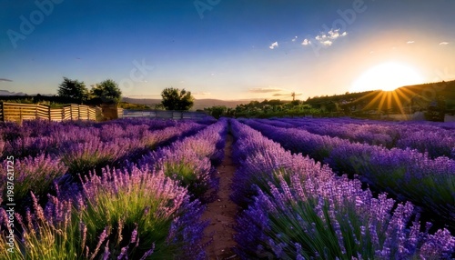 Lavender field at sunset - A serene landscape of purple blooms.