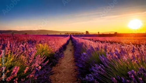 Lavender field at sunset - A vibrant landscape of purple blooms.