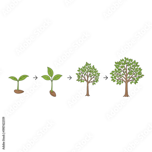 Plant growth stages from seed sprouting to mature tree, illustrating the life cycle of a plant and its development over time