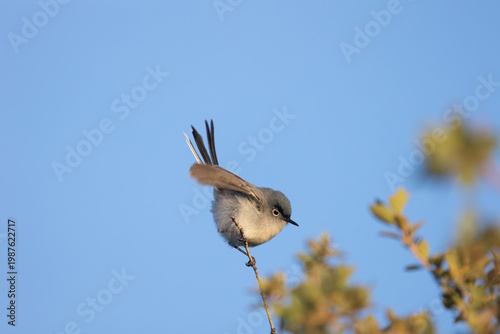 A Blue Grey Gnatcatcher flicks it tail and wings as it begins to hop down from a perch on a tiny twig in early morning light with a background of clear blue sky.