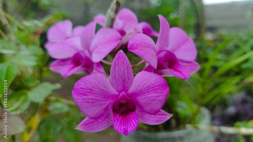 Fototapeta premium Dendrobium Bigibbum or orchid larat, dendrobium larat isolated on white background, bunga Anggrek or orchid