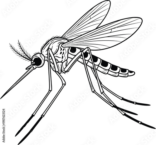 Black and white line art illustration of a mosquito.