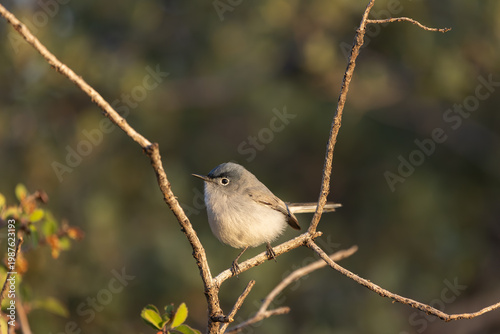 A Blue Grey Gnatcatcher framed by the slender branches of the bush it's perched on faces left while the morning sun shines in from the right on a spring morning in the mountains of Southern Utah USA.