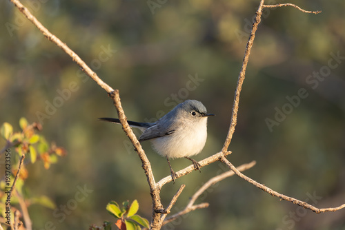 A Blue Grey Gnatcatcher framed by the slender branches of the bush it's perched on faces the morning sun shining in from the right on a spring morning in the mountains of Southern Utah USA.