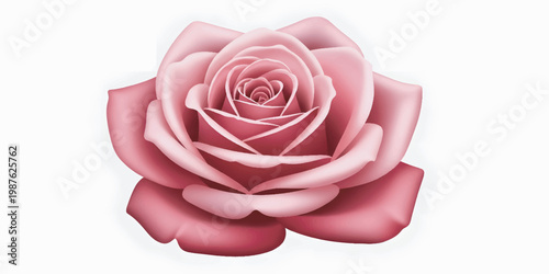 Pink Rose Flower Closeup View.