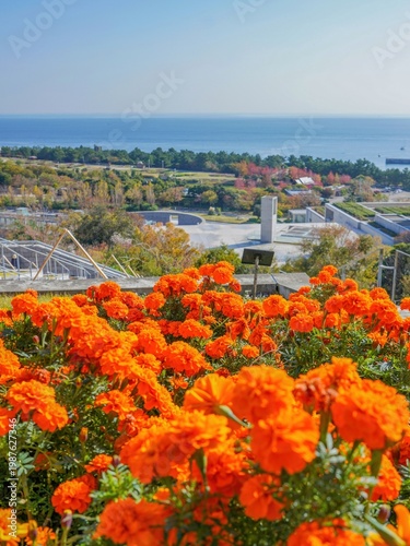 展望台から見おろす大阪湾と満開のマリーゴールドのコラボ情景