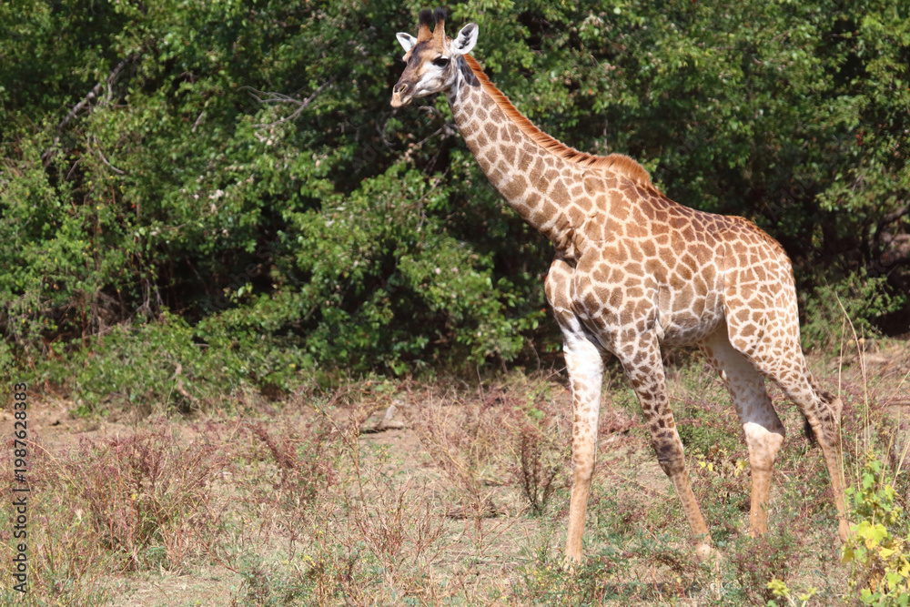 Fototapeta premium Giraffe / Giraffe / Giraffa camelopardalis