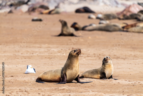 Detail of the seal colony at Cape Cross, off the skeleton coast of Namibia.
