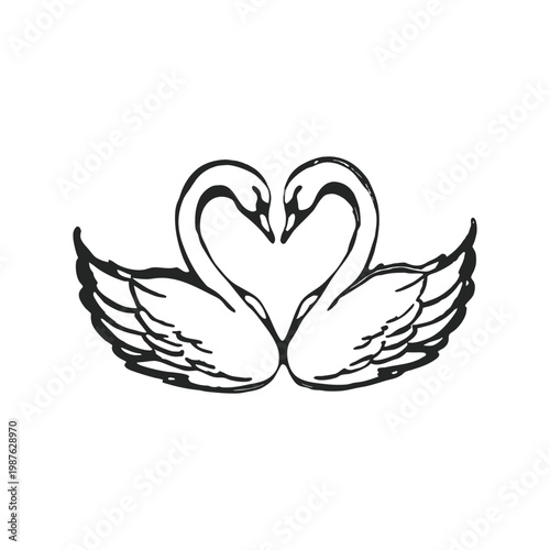 Hand drawn swan pair illustration of two swans forming a heart shape vector style