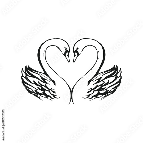 Hand drawn swan pair illustration of two swans forming a heart shape vector style
