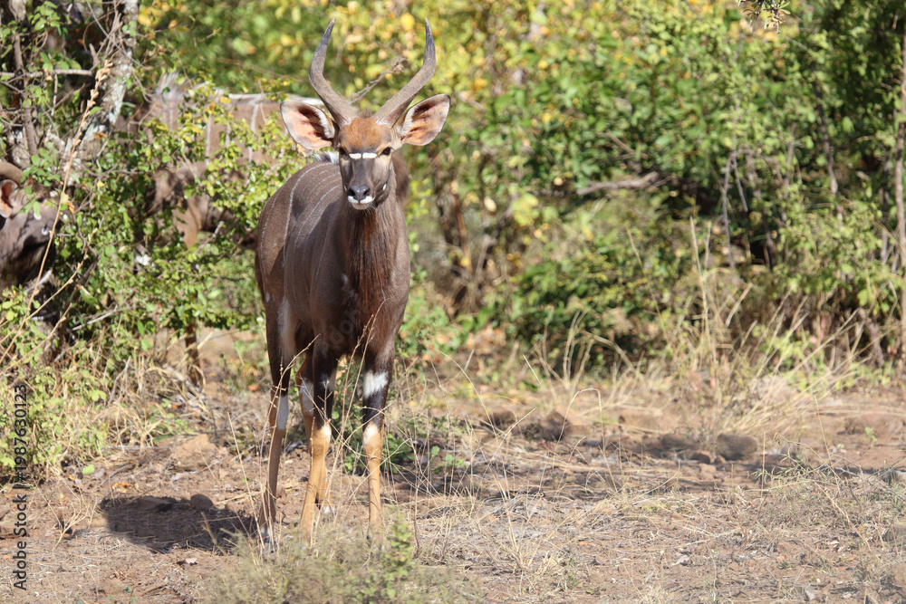 Fototapeta premium Nyala / Nyala / Tragelaphus angasii