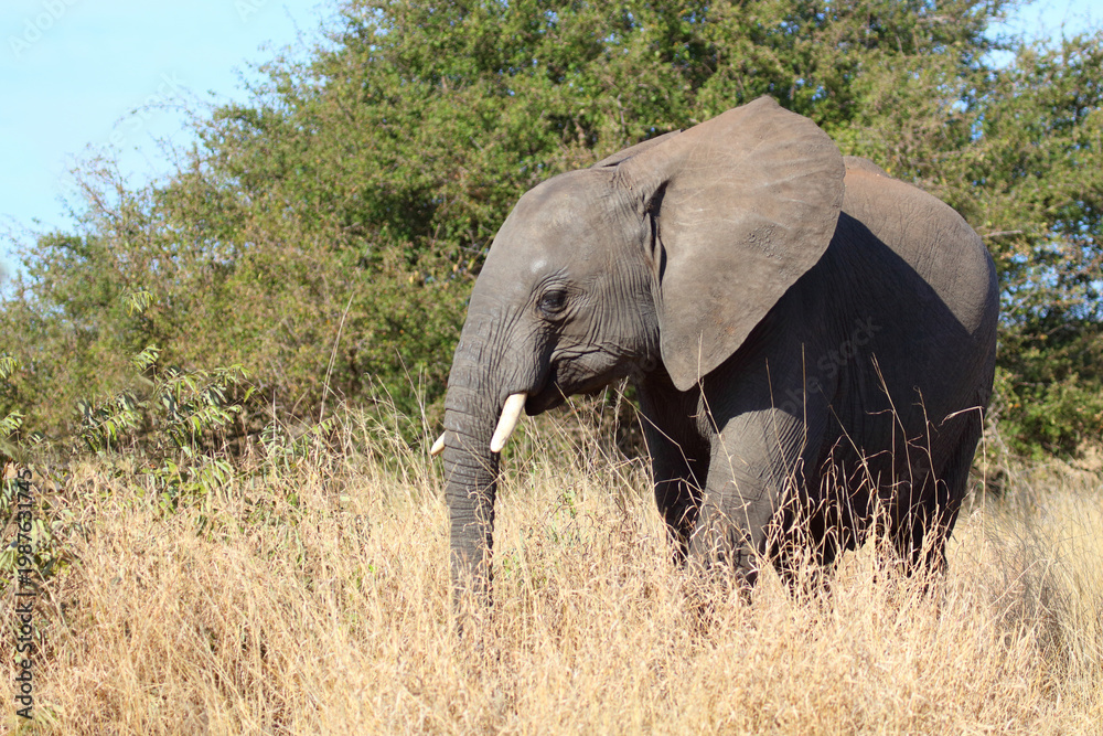 Fototapeta premium Afrikanischer Elefant / African elephant / Loxodonta africana