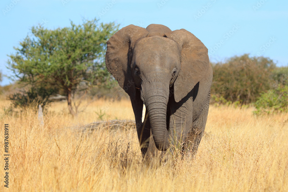 Fototapeta premium Afrikanischer Elefant / African elephant / Loxodonta africana