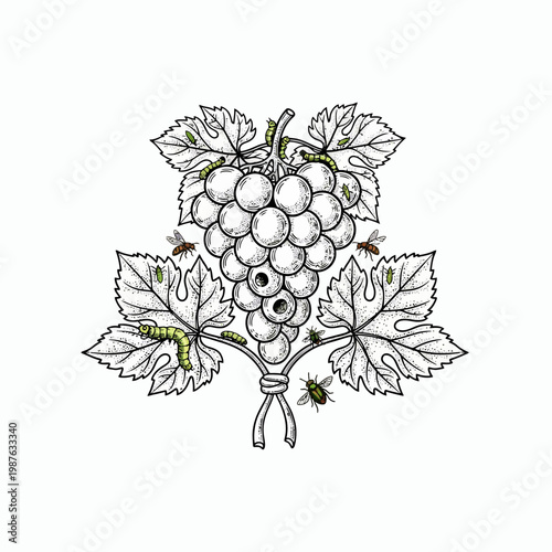 Grapevine with Pests - Detailed Line Art Illustration.