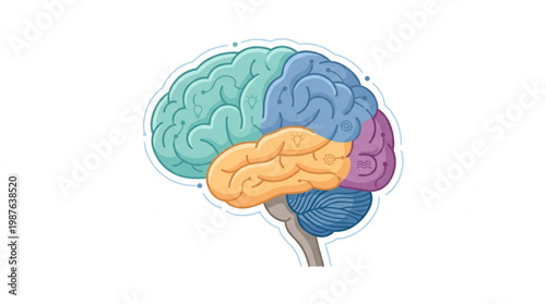Human Brain Anatomy Diagram Colorful Sections Illustration