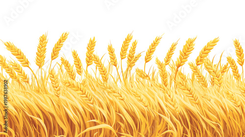 A vibrant watercolor illustration depicting golden wheat stalks and blades of grass against a white background