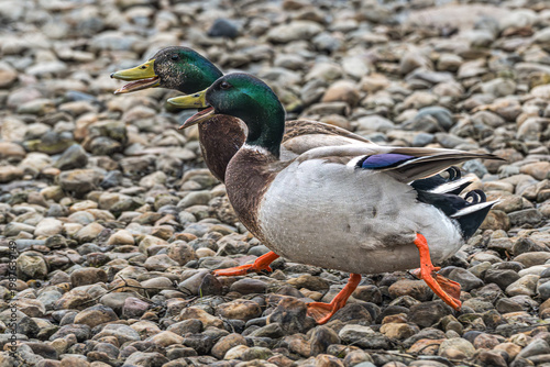 Pair of male mallard ducks, smiling as they walk on a rocky shore.