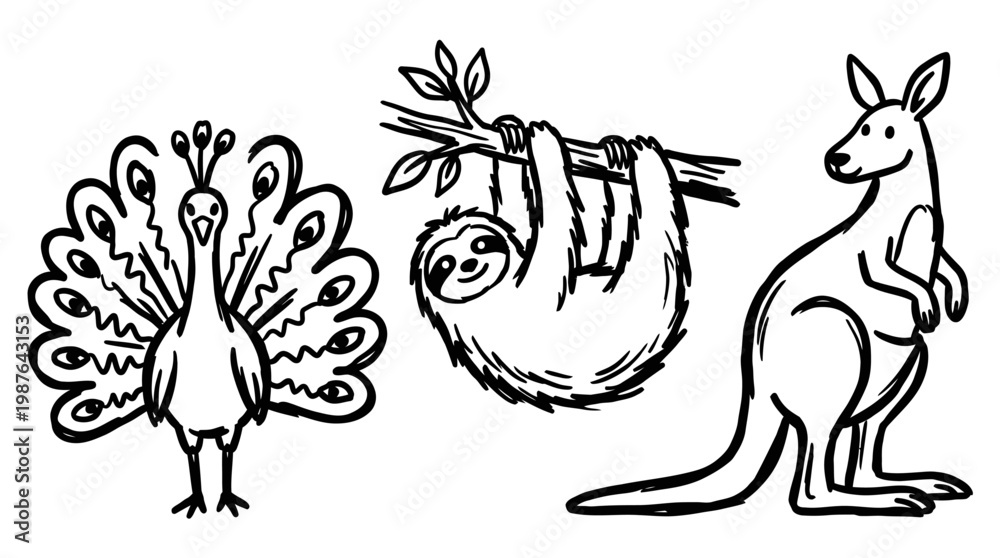 Fototapeta premium Animal illustrations peacock sloth kangaroo wildlife drawing