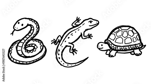 Line art illustrations reptiles snake lizard turtle