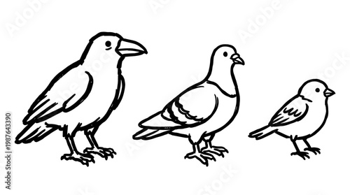 Outlined bird illustrations various species
