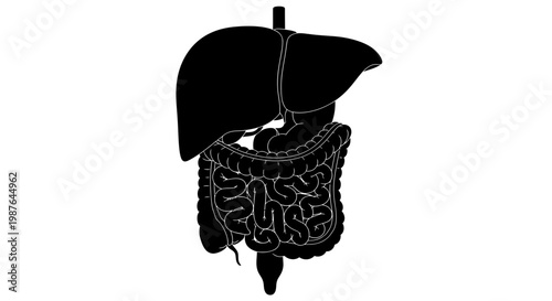 Human Digestive System Silhouette Illustration with Liver and Intestines