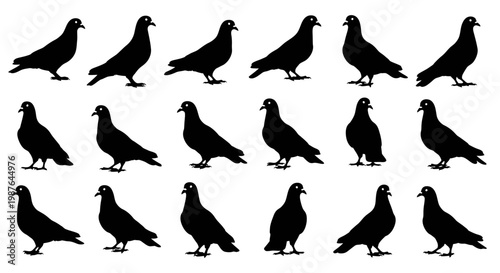Pigeon Silhouette Vector Set Various Bird Poses Collection