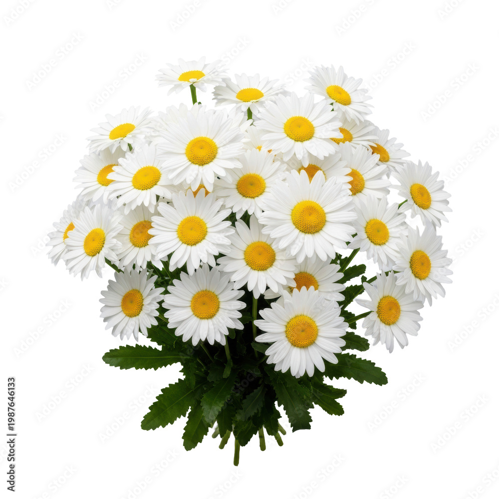 Obraz premium ultra photorealistic top-down flat lay of fresh white daisies, yellow centers, and dark green leaves, isolated on a light neutral grey background, concept of purity and natural elegance