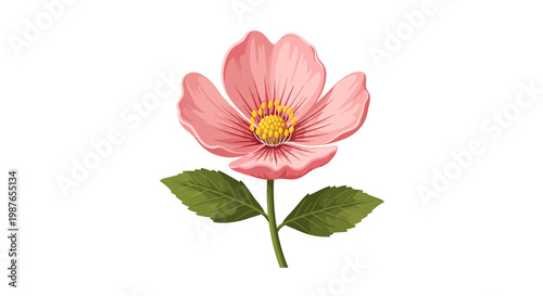 Pink Wild Rose Flower Vector Illustration Isolated on White