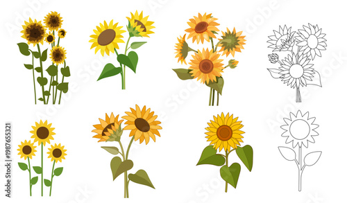 Sunflower botanical sets. Vector illustration