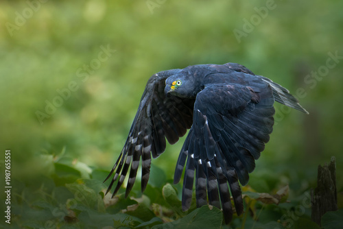 Slika na platnu Hook billed kite bird of prey captured in flight with wings spread, showing detailed plumage and claws against a blurred natural background