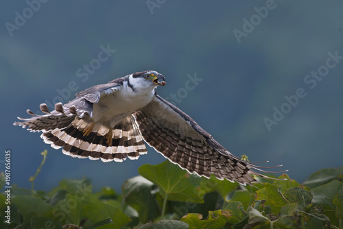 Hook billed kite in flight with wings spread over blurred natural background