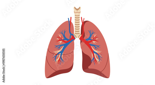 Detailed anatomical illustration of the human respiratory system, showcasing the internal structure of the lungs, trachea, bronchi, and blood vessels for medical and educational purposes