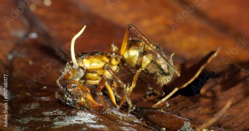 A Cordyceps fungus infecting a small ant. The fungus has consumed the ant and the stem of a fruiting body is growing upwards. Eventually this will produce spores to infect other ants