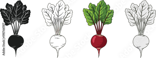 Illustration of Various Radishes in Different Colors and Styles for Botanical and Gardening Educational Designs