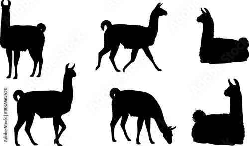 Collection of six black silhouette illustrations of llamas in various poses on a white background.
