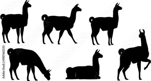 Collection of six black silhouette illustrations of llamas in various poses on a white background.
