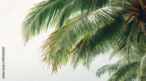 A coconut tree with bright green fronds and a white backdrop, captured in a moment of stillness, offering a peaceful and refreshing tropical scene