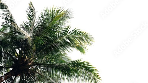 A coconut tree with bright green leaves and a white backdrop, offering a minimalist and clean aesthetic, emphasizing the natural beauty of the tropical plant