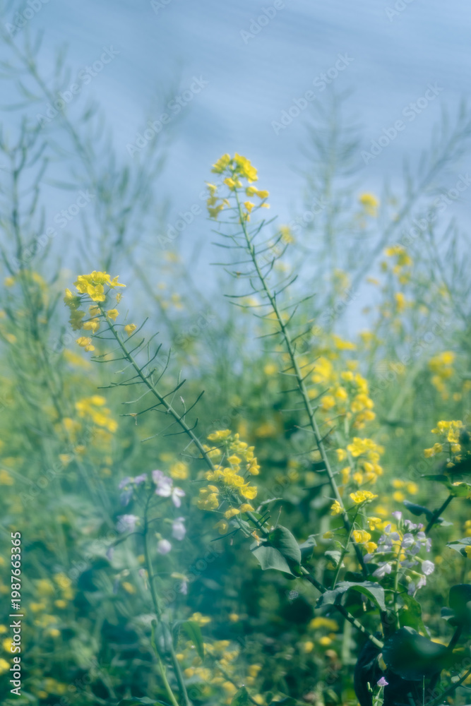 Fototapeta premium Close-up of the spring rape flowers